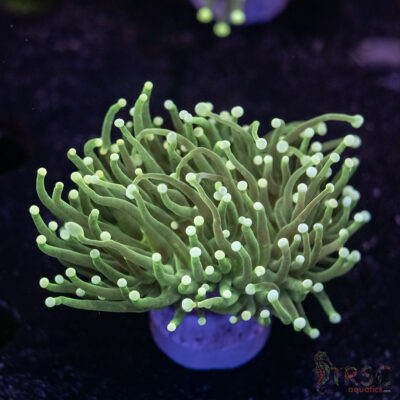 Hellfire Gold Torch C03