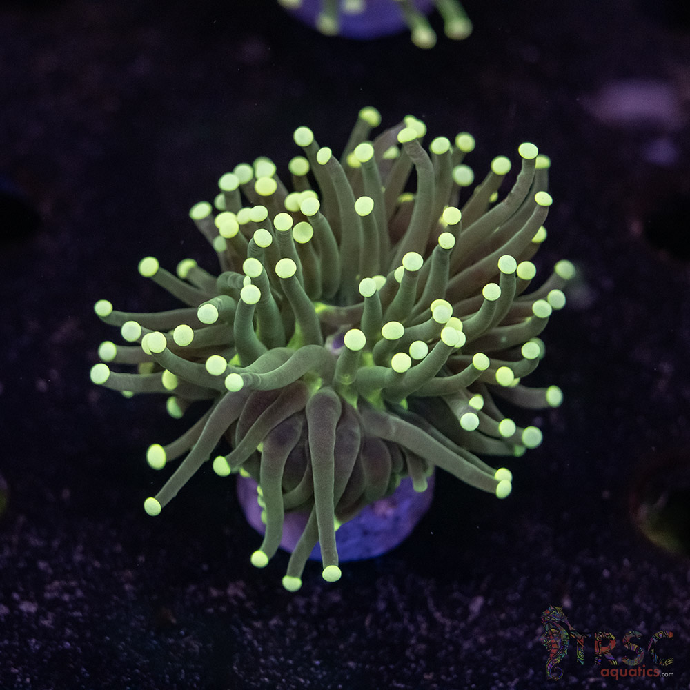 Miami Vice Torch C04 3 Miami Vice Torch C04