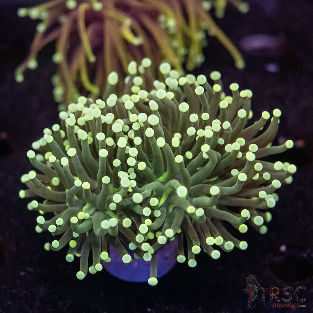 Hellfire Gold Torch C06 3 Hellfire Gold Torch C06