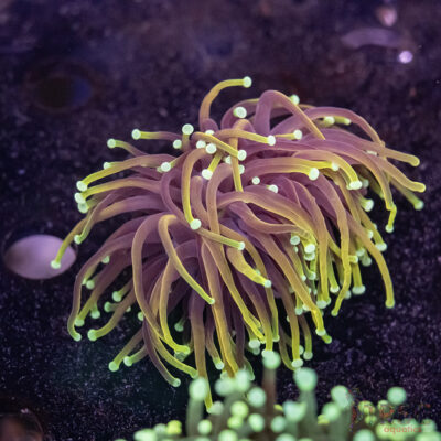 Hellfire Gold Torch C07