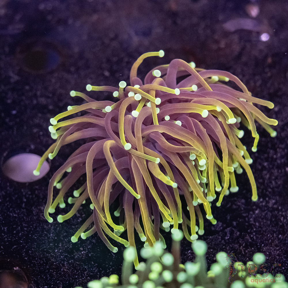 Hellfire Gold Torch C07 3 Hellfire Gold Torch C07