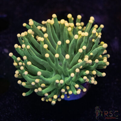 Tangerine Tip Torch D02