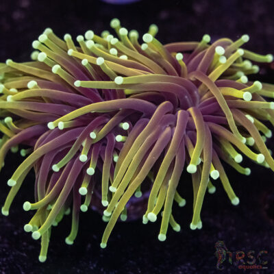 Hellfire Gold Torch D03