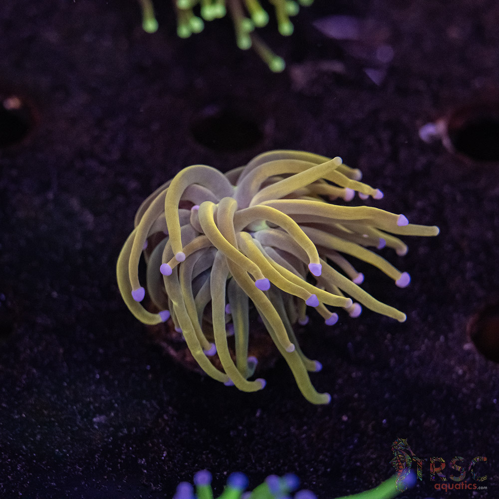 Baby Rapunzel Torch D06 3 Baby Rapunzel Torch D06