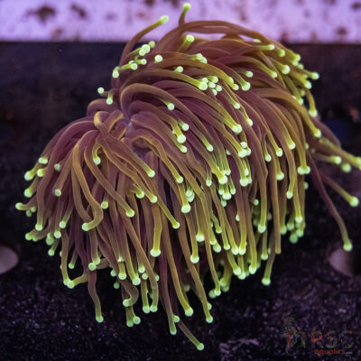 Hellfire Gold Torch D07