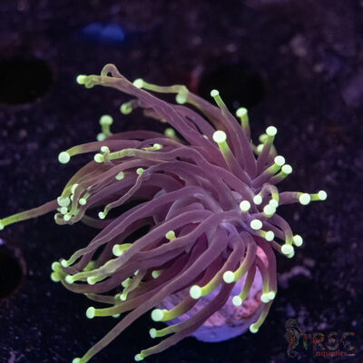 Dragon Soul Gold Torch E01