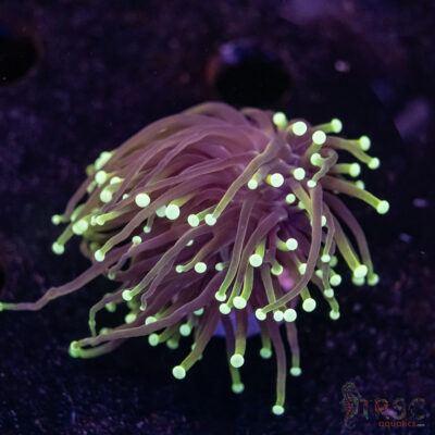 Dragon Soul Gold Torch E02