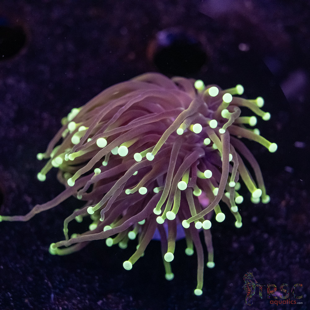 Dragon Soul Gold Torch E02 3 Dragon Soul Gold Torch E02