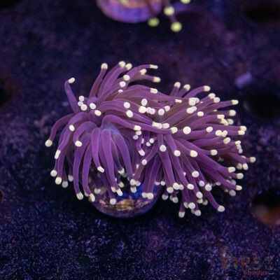 Miami Vice Torch E05