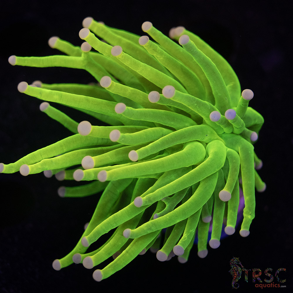 MAL Chiquita Pink Tip Holy Grail F01 3 MAL Chiquita Pink Tip Holy Grail F01