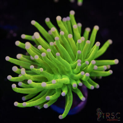 MAL Chiquita Pink Tip Holy Grail F02