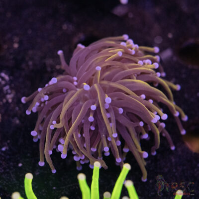 Indo 24K Gold Torch F04