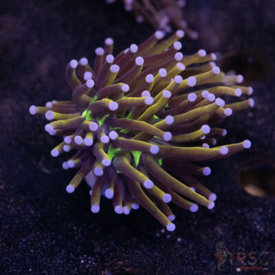 MAL NY Knicks Gold Torch F05