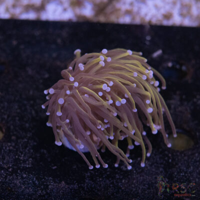 Indo 24K Told Torch F07