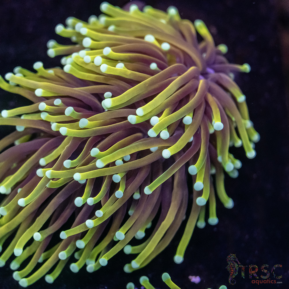 Hellfire Gold Torch G02 3 Hellfire Gold Torch G02