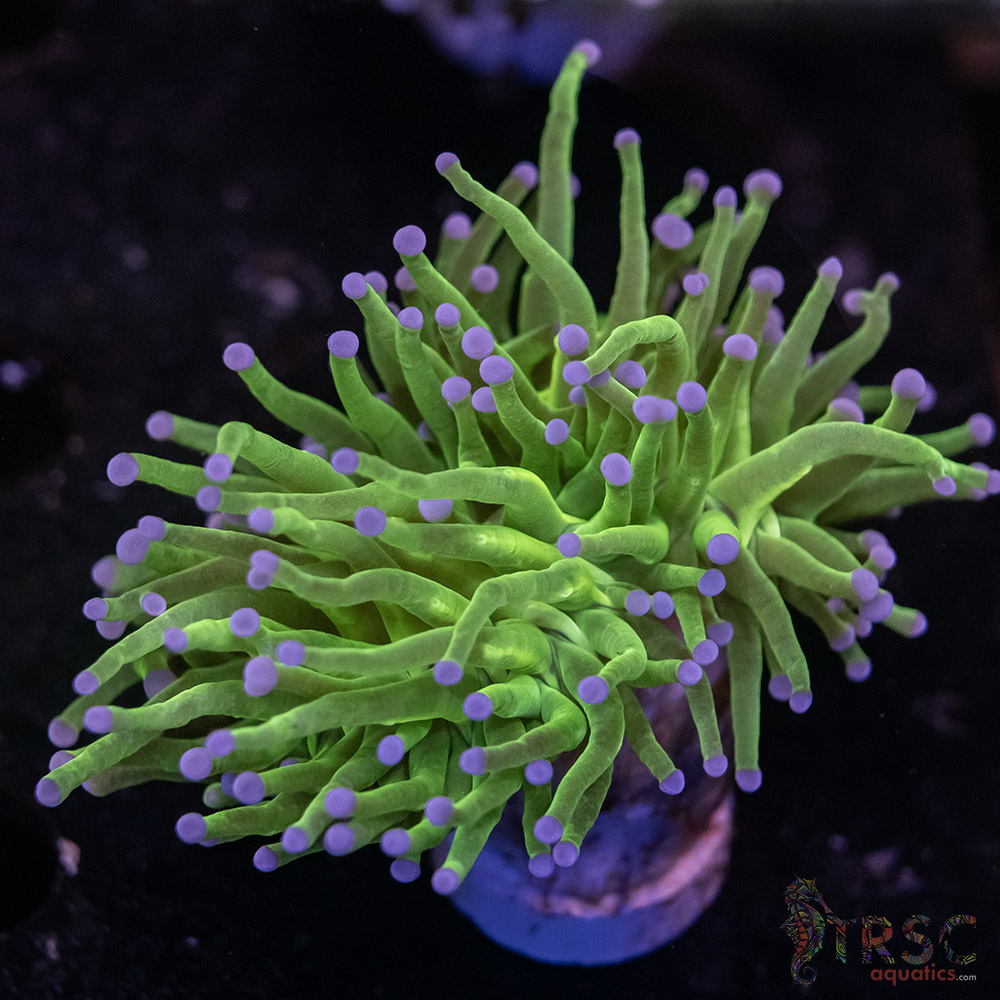 Todds Torch G03 3 Todds Torch G03