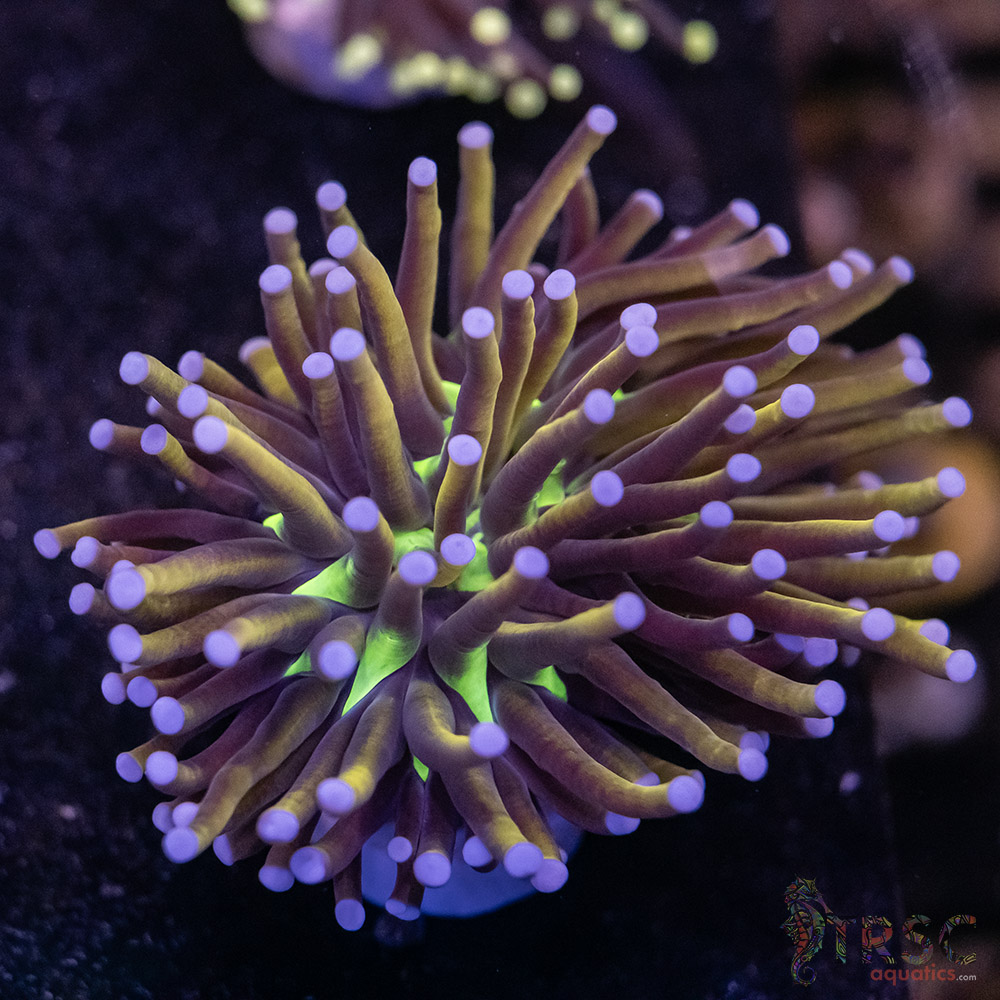 MAL NY Knicks Gold Torch G04 3 MAL NY Knicks Gold Torch G04