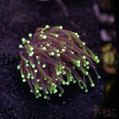 Dragon Soul Gold Torch G06