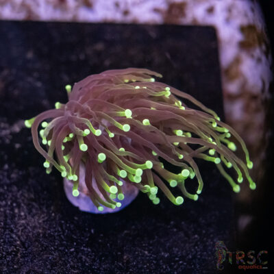 Dragon Soul Gold Torch G07