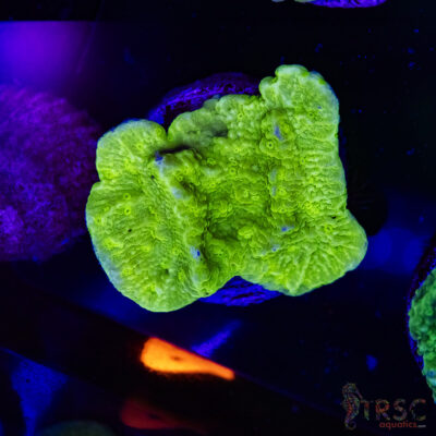 Green Leaf Montipora A01