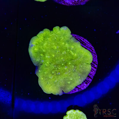 Green Leaf Montipora A02