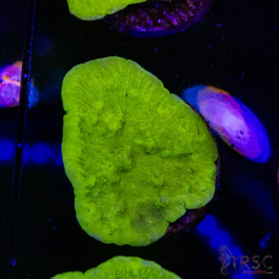 Green Leaf Montipora A04