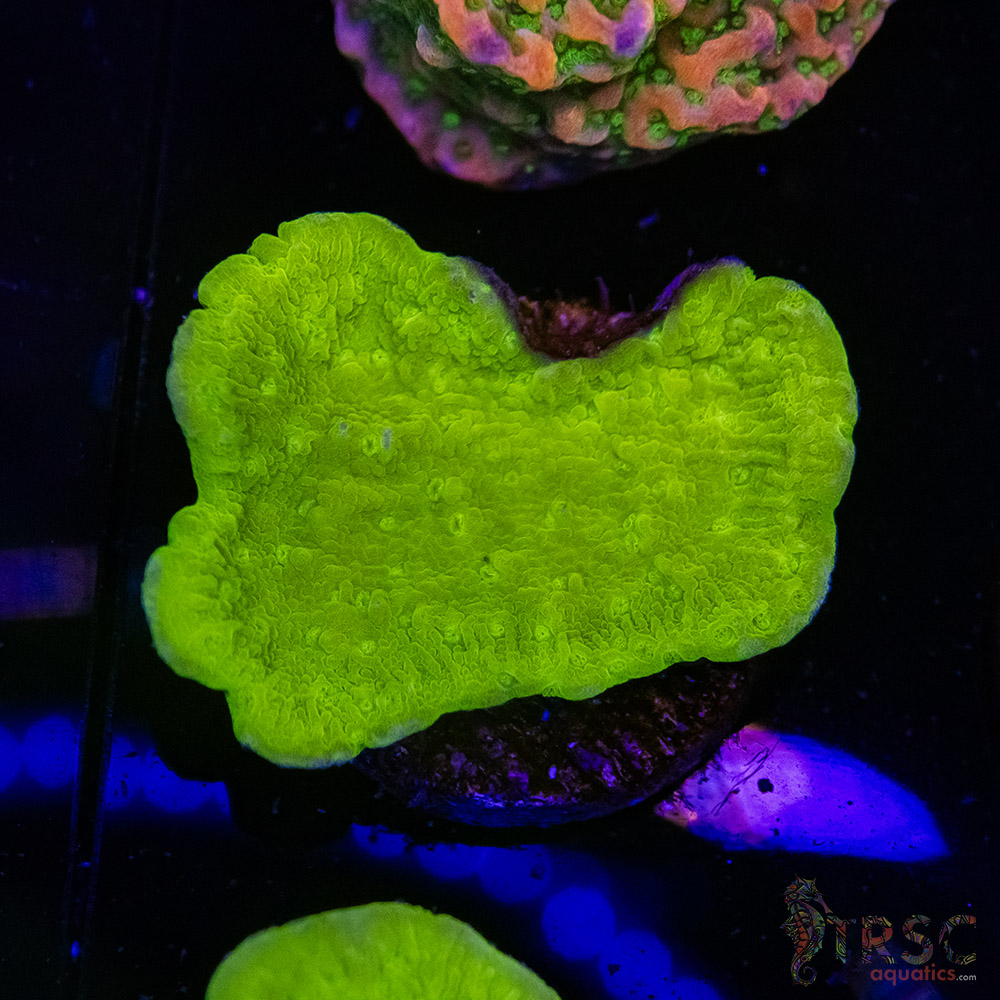 Green Leaf Montipora A05 3 Green Leaf Montipora A05