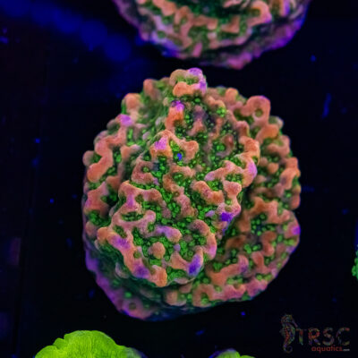 Tropic Thunder Montipora A06