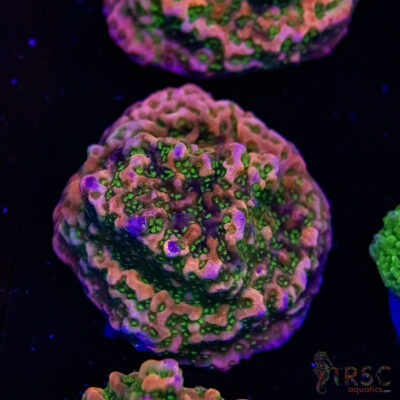 Tropic Thunder Montipora A07