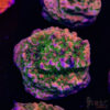 Tropic Thunder Montipora A09