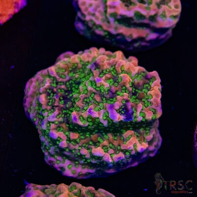 Tropic Thunder Montipora A09