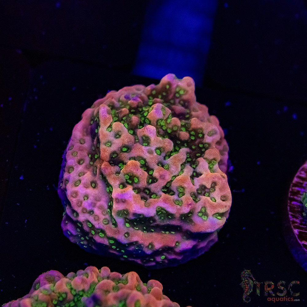 Tropic Thunder Montipora A10 3 Tropic Thunder Montipora A10