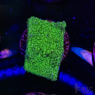 Green Bump Montipora B03
