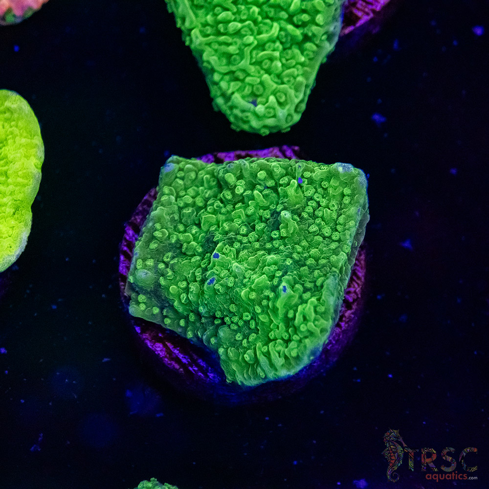 Green Bump Montipora B04 3 Green Bump Montipora B04
