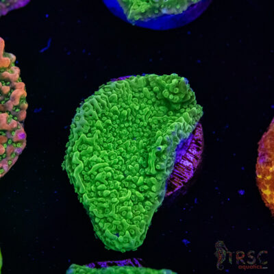 Green Bump Montipora B05