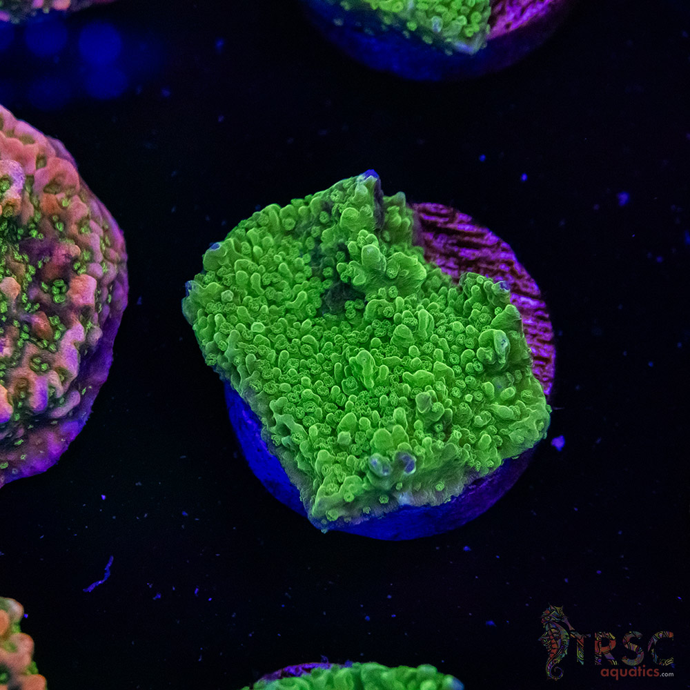 Green Bump Montipora B06 3 Green Bump Montipora B06