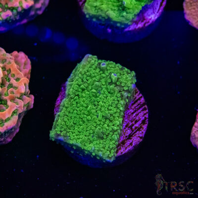 Green Bump Montipora B07