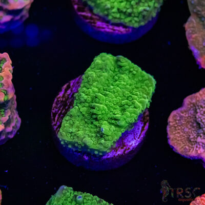 Green Bump Montipora B08