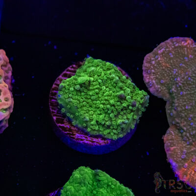Green Bump Montipora B09