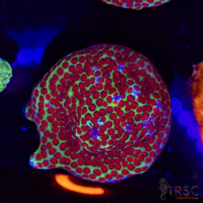 Chili Pepper Monti C01