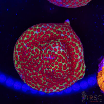 Chili Pepper Monti C02