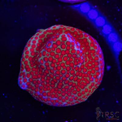 Chili Pepper Monti C03