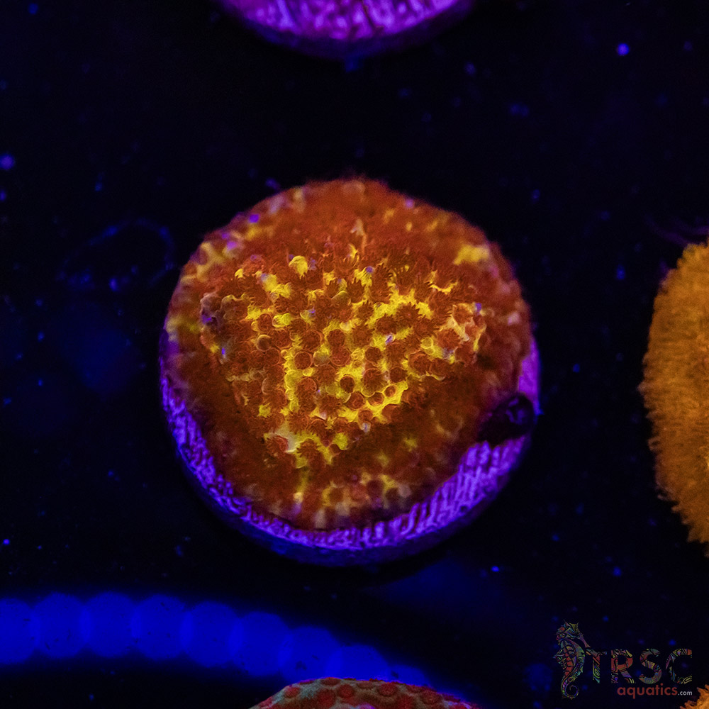 Burning Bananna Monti C04 3 Burning Bananna Monti C04