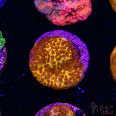 Burning Bananna Monti C06