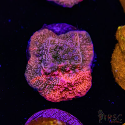 Grafted Montipora C07