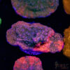 Grafted Montipora C09