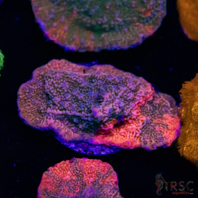 Grafted Montipora C09