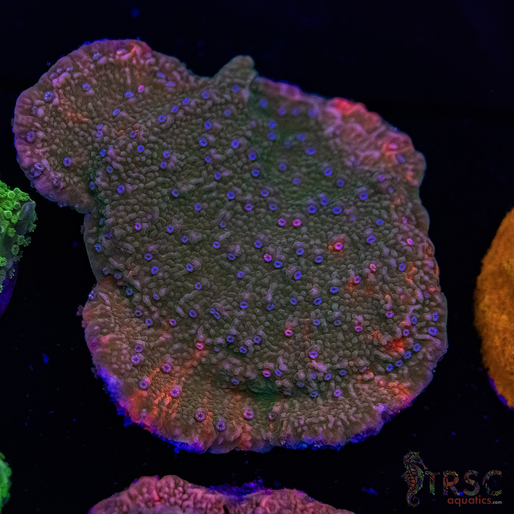 Grafted Montipora C10 3 Grafted Montipora C10