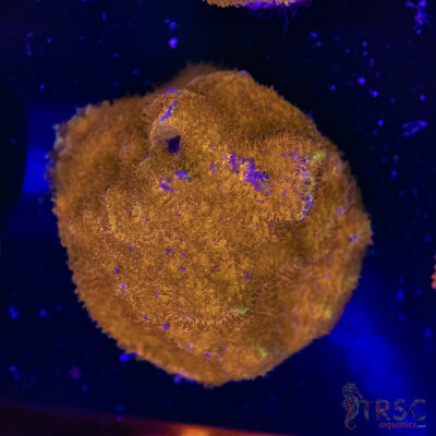 Watermelon Psammocora D01