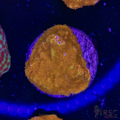 Watermelon Psammocora D02